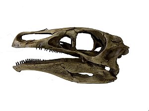 Crânio de (Erlikosaurus andrewsi)