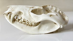 Crânio de Gambá (Didelphis albiventris)