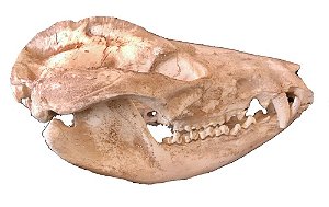 Crânio de Gambá (Didelphis albiventris)