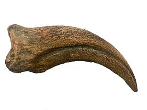 Garra de Spinosaurus aegyptiacus (Espinossauro) tamanho real