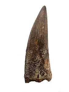 Dente de Spinosaurus aegyptiacus (Espinosauro)