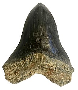 Dente de Otodus megalodon