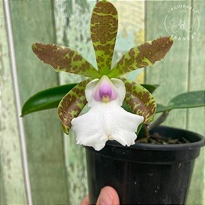 Cattleya Aclandiae Var. albescens " Carolyne " planta adulta lacre azul