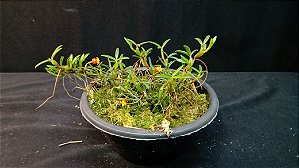 Mediocalcar Decoratum planta adulta