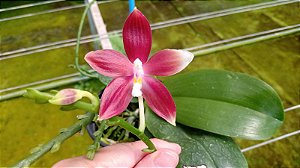 Phalaenopsis Speciosa