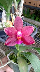 Phalaenopsis  " Sogo Wax " planta adulta