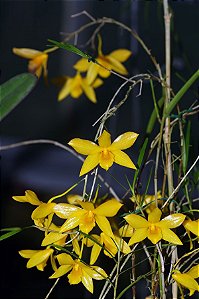 Dendrobium Hanckokii planta adulta