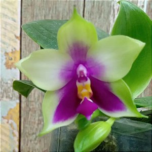 Phalaenopsis  Bellina Espécie