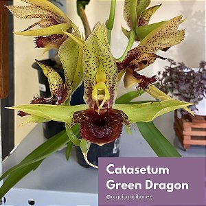 Catasetum Green Dragon planta adulta