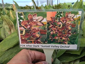 FDK After Dark " Sunset Valley Orchid  " planta adulta