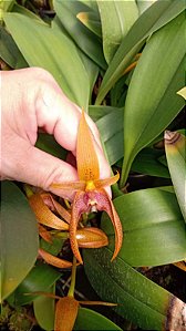 Bulbophyllum Smithinadi planta adulta