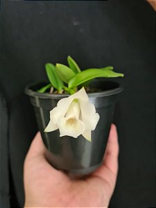 Laelia Alaori Alba