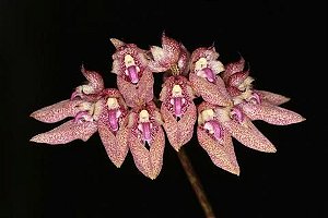 Bulbophyllum Dentiferum