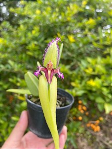 Bulbophyllum Fascinator semi alba