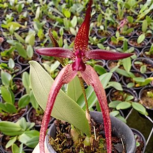 Bulbophyllum meen garuda planta adulta