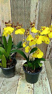 Oncidium Sweet Ears e oncidium chuva de ouro