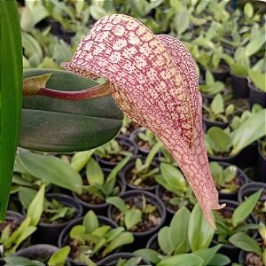 Bulbophyllum Arfakianum planta adulta