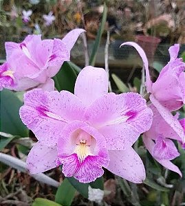 BLC SERRA DO ITAPETI PLANTA ADULTA