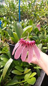 BULBOPHYLLUM LONGIFLORUM RED