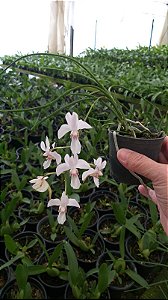 Holcoglossum Lingulatum Planta Adulta