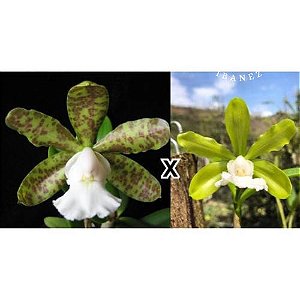 Cattleya Aclandiae Albescens x Alba " O.I "