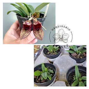 Bulbophyllum Frostii planta adulta no vaso
