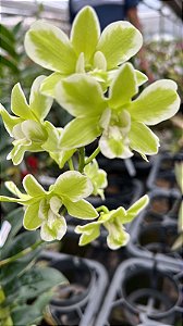 Dendrobium Burana Green Variegata  planta adulta
