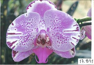 Frasco de orquídea phalaenopsis cód 17841