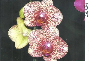 Frasco de orquídea phalaenopsis cód 20820