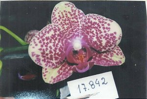 Frasco de orquídea phalaenopsis cód 17842