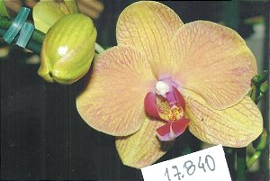 Frasco de orquídea phalaenopsis cód 17840