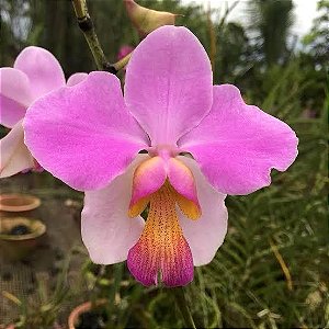 VANDA TERES TIPO