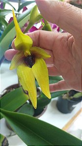 Bulbophyllum carunculatum PLANTA ADULTA