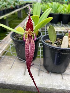 Bulbophyllum Fascinator  tipo planta adulta