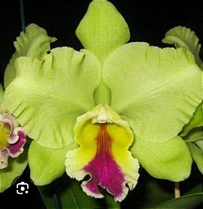 BLC Memoria de Hellen Brown ( POTE 10) PRE ADULTA