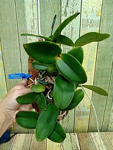 Cattleya Nobilior "Alba x suave x Amaliae planta adulta com avarias lacre 00341627