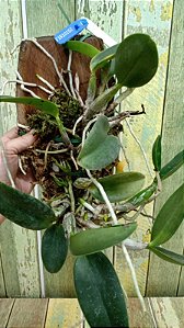 Cattleya walkeriana coerulea "Marimbondo" Lacre 1510152 planta com avarias