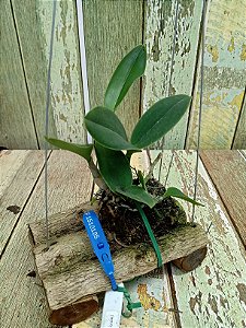 Cattleya walkeriana ( Trilabelo x Labeloide) planta com avarias Lacre F 1510185 com