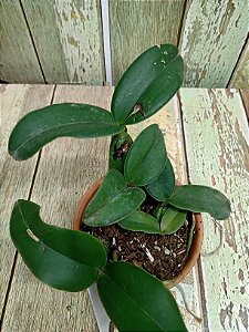 Cattleya Nobilior tipo Aroeira planta com avarias Lacre F 1510131