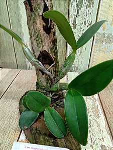 Cattleya Nobilior "Alba x suave x Amaliae planta adulta com avarias lacre 00340982