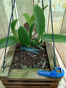 Cattleya walkeriana tipo "Faceira" Planta com avarias Lacre F 1510349