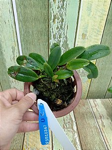 Cattleya Aclandiae Tipo "Coco Bongo x  M .Severina" planta com avarias Lacre F 1510347 F