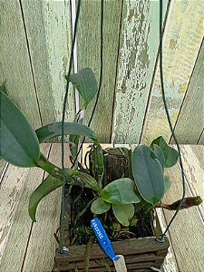 Cattleya walkeriana tipo  Flamea ( Divina x selfie) planta com avarias Lacre F 1510355