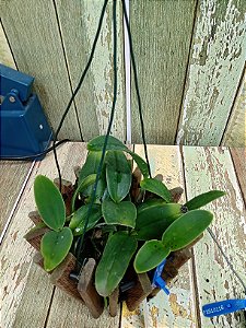 Cattleya Nobilior " Alba x Suave// Nobilior Amaliae plantas com avarias Lacre F 0075389 e Lacre F1510116