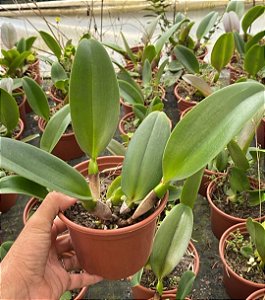Blc. Chia Lin 'New City' PLANTA ADULTA