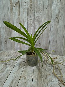 VANDA BANJONG SKY BLUE " AZUL " ( PRE ADULTA )