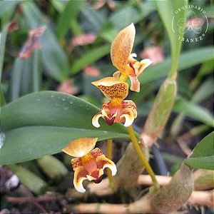 Bulbophyllum Pteroglossum planta adulta