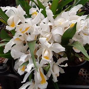 Orquídea Coelogyne Cristata planta adulta