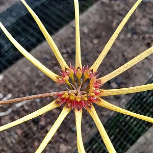 Bulbophyllum  Makoyanum planta adulta
