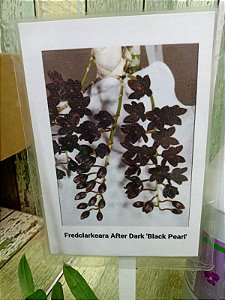 FREDCLARKEARA AFTER DARK " BLACK PEARL "